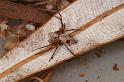 Oxyopes_rubicundus_D7865_Z_89_North Stradbroke island_Australie